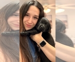 Puppy Puppy 3 Labrador Retriever