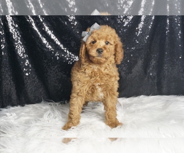Medium Photo #3 Goldendoodle (Miniature) Puppy For Sale in WARSAW, IN, USA
