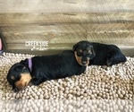 Small Photo #2 Airedale Terrier Puppy For Sale in MC BAIN, MI, USA