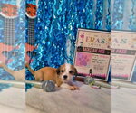 Small #1 Mutt