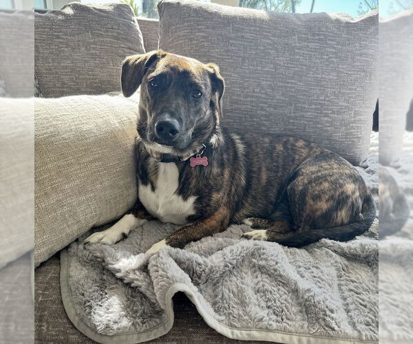 Medium Photo #6 Mutt Puppy For Sale in San Juan Capistrano, CA, USA