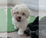 Small Photo #12 Zuchon Puppy For Sale in RAINBOW, CA, USA