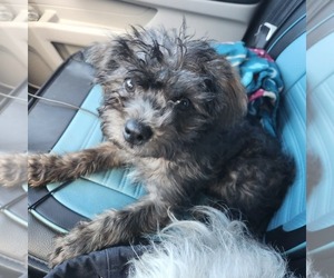 Shorkie Tzu-Zuchon Mix Puppy for sale in COWARD, SC, USA