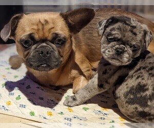 Frenchie Pug-Pekingese Mix Puppy for sale in CEDARVILLE, WA, USA