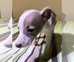 Small Photo #9 Italian Greyhound Puppy For Sale in BROOKLYN, NY, USA