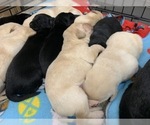 Small Photo #4 Labrador Retriever Puppy For Sale in WILSONVILLE, OR, USA