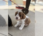 Puppy Levi Cavapoo (Miniature)