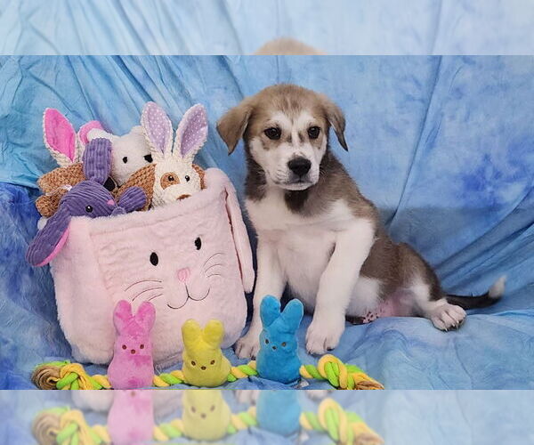 Medium Photo #2 Labsky Puppy For Sale in Wetumpka, AL, USA