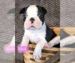 Small Photo #8 Boston Terrier Puppy For Sale in LEXINGTON, IN, USA