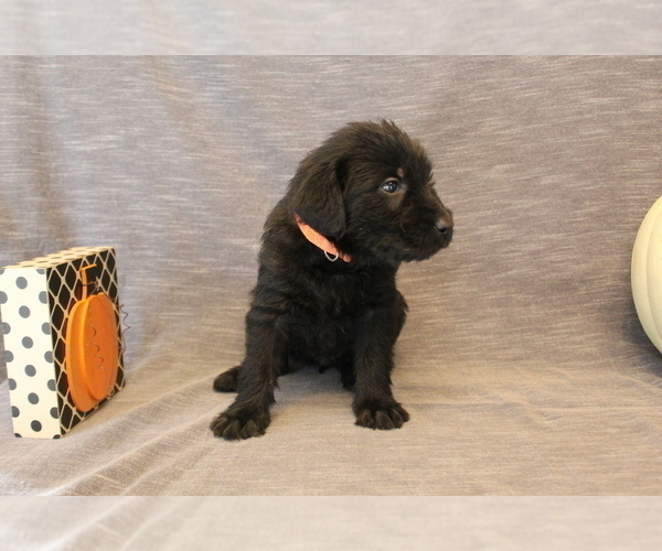 Medium Photo #2 Double Doodle Puppy For Sale in BOTHELL, WA, USA