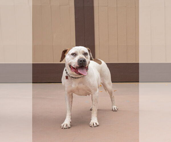 Medium Photo #36 Bulloxer Puppy For Sale in Lake Forest, CA, USA
