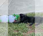 Small #3 Labrador Retriever Mix