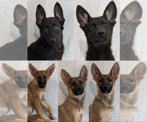 German Shepherd Dog Litter for sale in ELLAVILLE, GA, USA
