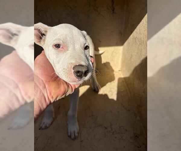 Medium Photo #1 American Pit Bull Terrier-Unknown Mix Puppy For Sale in Oklahoma City, OK, USA