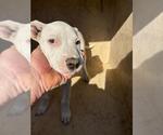 Small American Pit Bull Terrier Mix