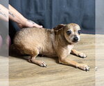 Small Photo #2 Chihuahua Puppy For Sale in Yardley, PA, USA