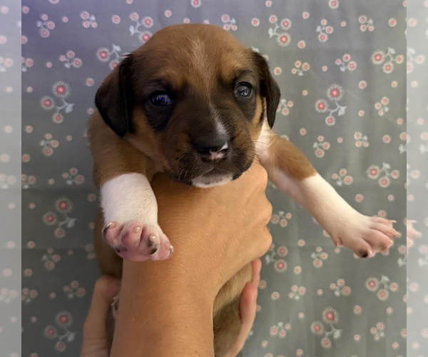 Medium Photo #2 Mutt Puppy For Sale in Rockville, MD, USA