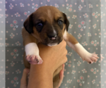 Small #1 Mutt