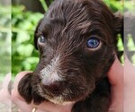 Small #2 F2 Aussiedoodle