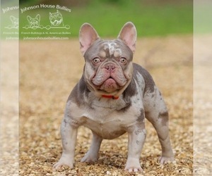 Father of the French Bulldog puppies born on 09/15/2025