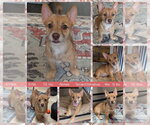 Small #3 Chihuahua Mix
