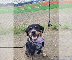 Rottweiler-Unknown Mix Dogs for adoption in Fairbanks, AK, USA