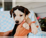 Small #3 Beagle-Mutt Mix