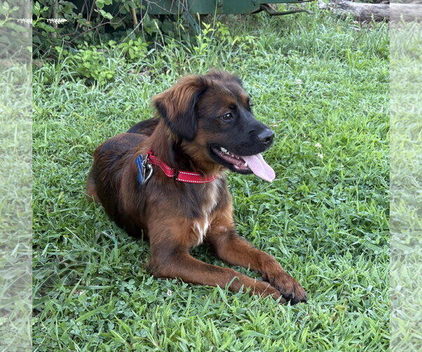 Medium Photo #3 Retriever -Unknown Mix Puppy For Sale in Spring Lake, NJ, USA