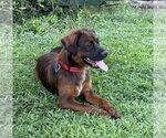 Small #2 Retriever  Mix
