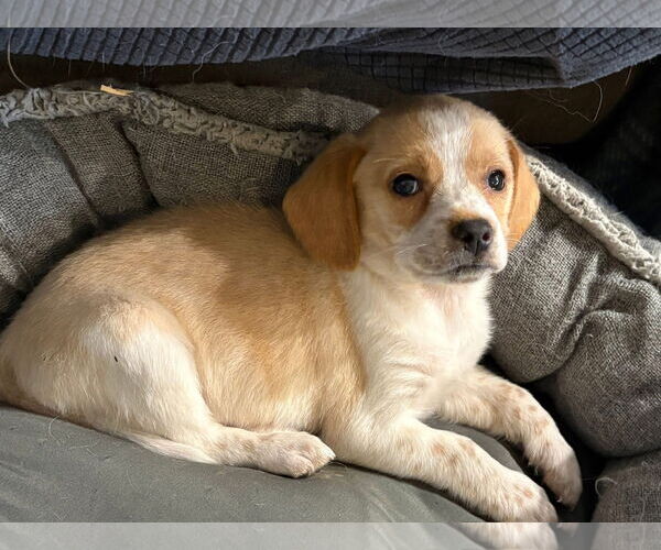 Medium Photo #4 Beagle-Unknown Mix Puppy For Sale in Germantown, OH, USA