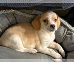 Small #3 Beagle Mix