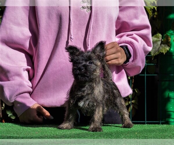 Medium Photo #3 Cairn Terrier Puppy For Sale in Zarnesti, Brasov, Romainia