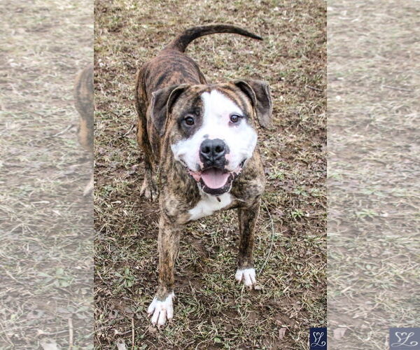 Medium Photo #15 American Pit Bull Terrier-Unknown Mix Puppy For Sale in Lockport, NY, USA