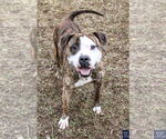 Small #14 American Pit Bull Terrier Mix