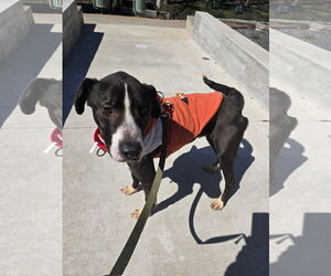 Ferdinand - Male Lab-Pointer Dog for Adoption - Photo #3