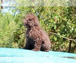 Small #11 ShihPoo