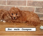 Small #1 Cavapoo