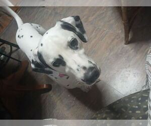 Dalmatian Dogs for adoption in Tenafly, NJ, USA
