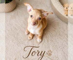 Chihuahua-Unknown Mix Dogs for adoption in Morganville, NJ, USA
