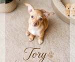 Small Chihuahua Mix