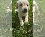 Small Photo #2 Labrador Retriever Puppy For Sale in ADRIAN, MO, USA