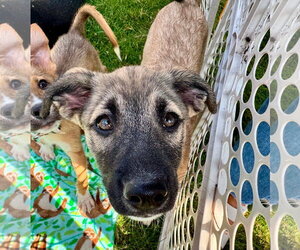Siberian Husky-Unknown Mix Dogs for adoption in Germantown, OH, USA