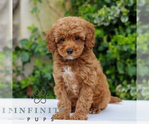 Goldendoodle (Miniature) Puppy for sale in EAST EARL, PA, USA