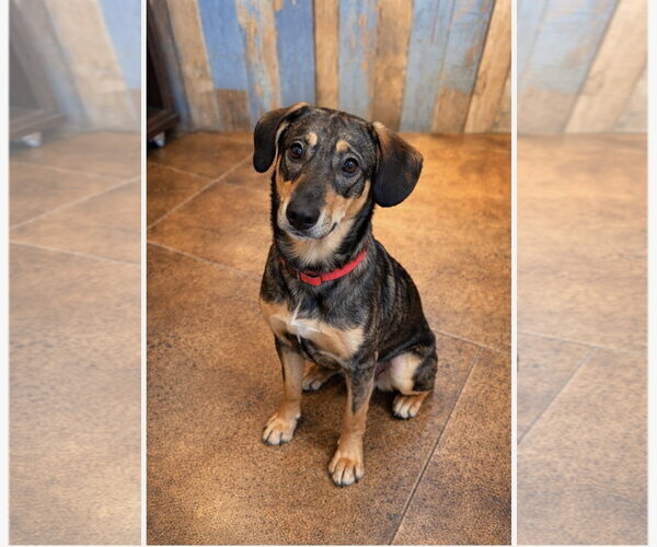 Medium Photo #7 Mutt Puppy For Sale in Euless, TX, USA