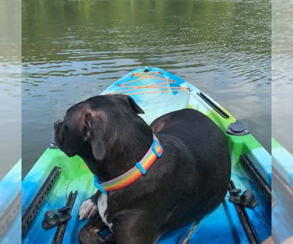 Medium Photo #3 Labrador Retriever-Staffordshire Bull Terrier Mix Puppy For Sale in Ball Ground, GA, USA