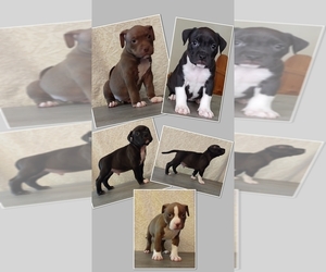 American Bully Puppy for sale in ASHEBORO, NC, USA
