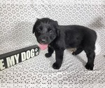 Small #4 Golden Mountain Dog