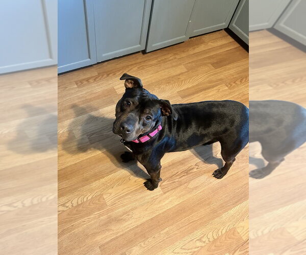 Medium Photo #5 Staffordshire Bull Terrier-Unknown Mix Puppy For Sale in Brewster, NY, USA