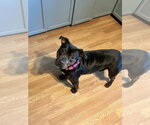 Small #4 Staffordshire Bull Terrier Mix