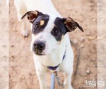 Small #1 Coonhound-Jack Russell Terrier Mix